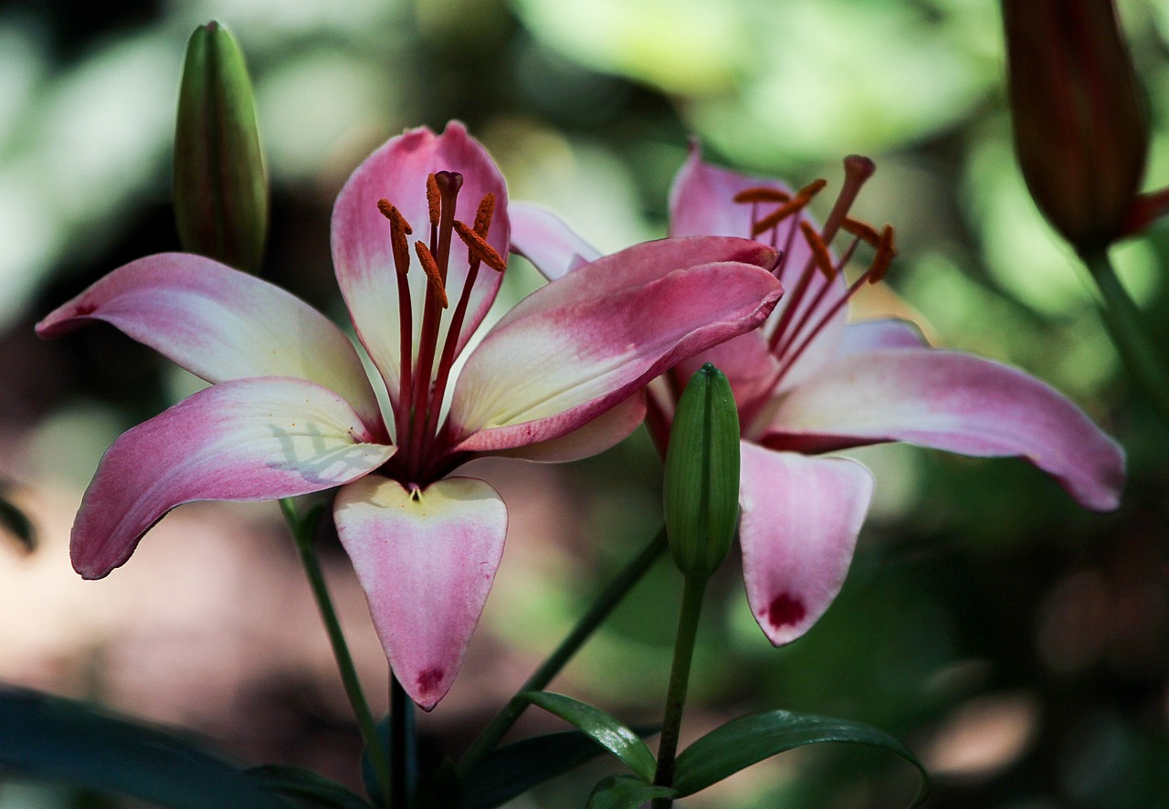 室内绿植盆栽带花兰花，美化家居的优雅之选