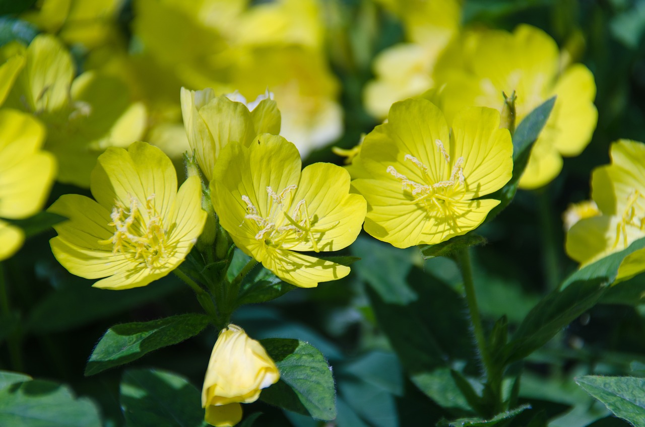 室内绿植盆栽花种子，美化生涯的神秘武器