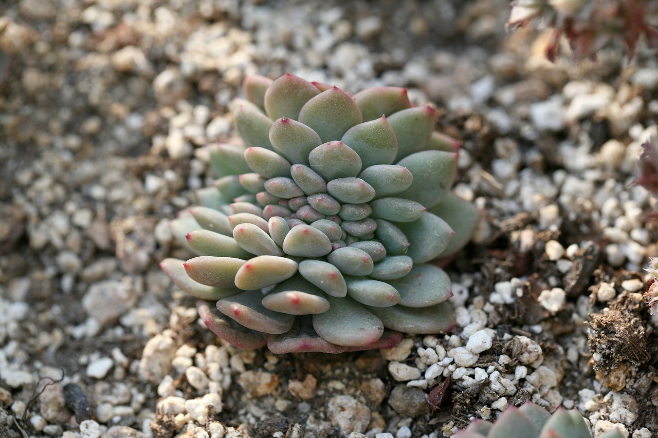 室内绿植盆栽，大棵土培绿植的莳植与养护