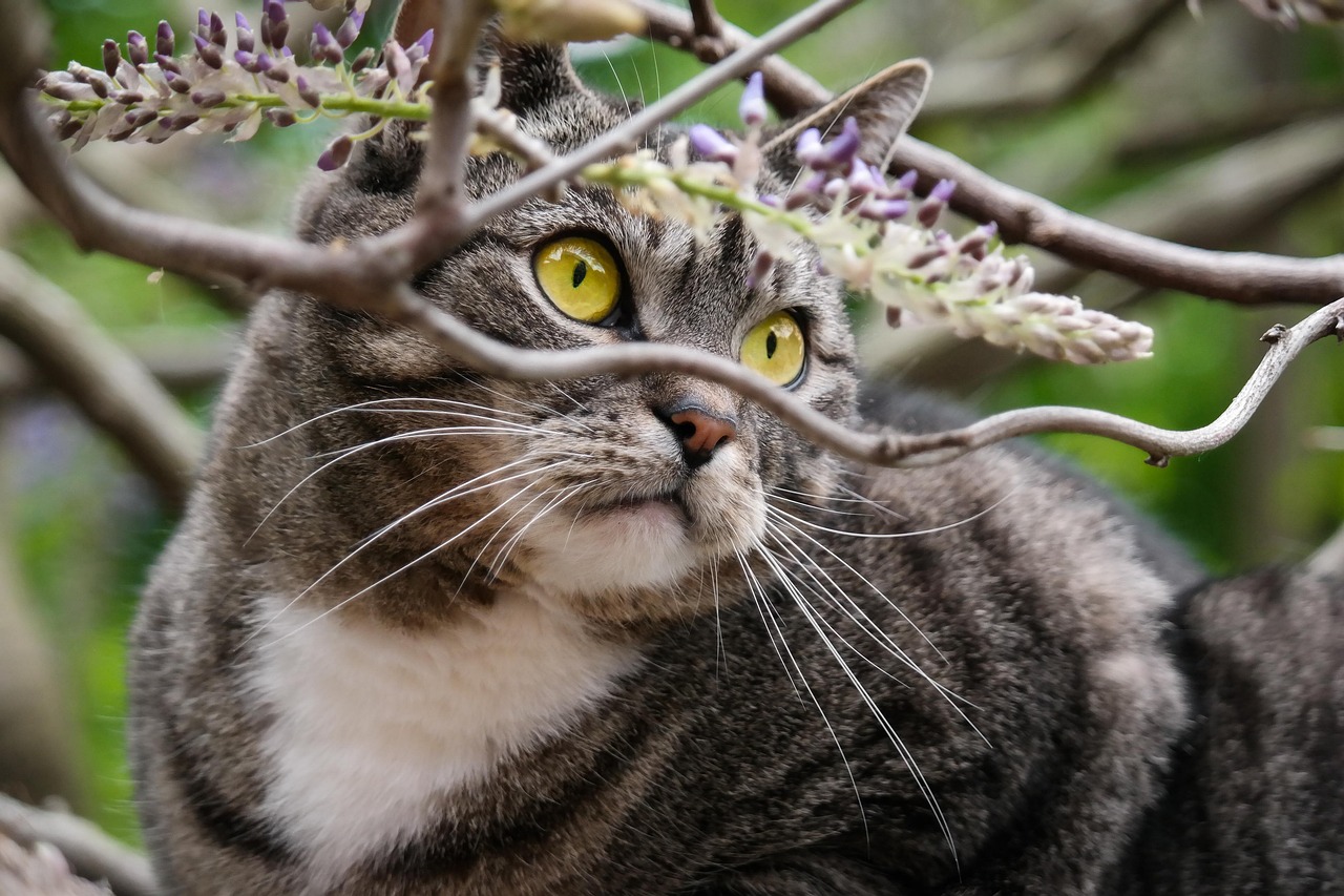 藏头露尾躲一躲，猜一谜语生肖动物——揭秘谜底与剖析